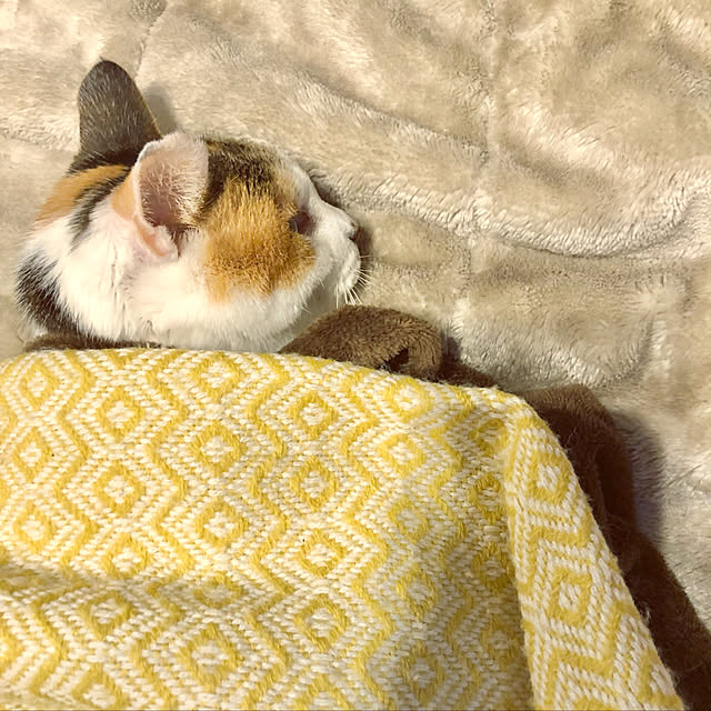 Denchanさんの実例写真