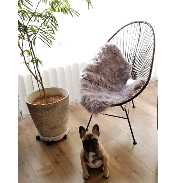 renrenさんの実例写真
