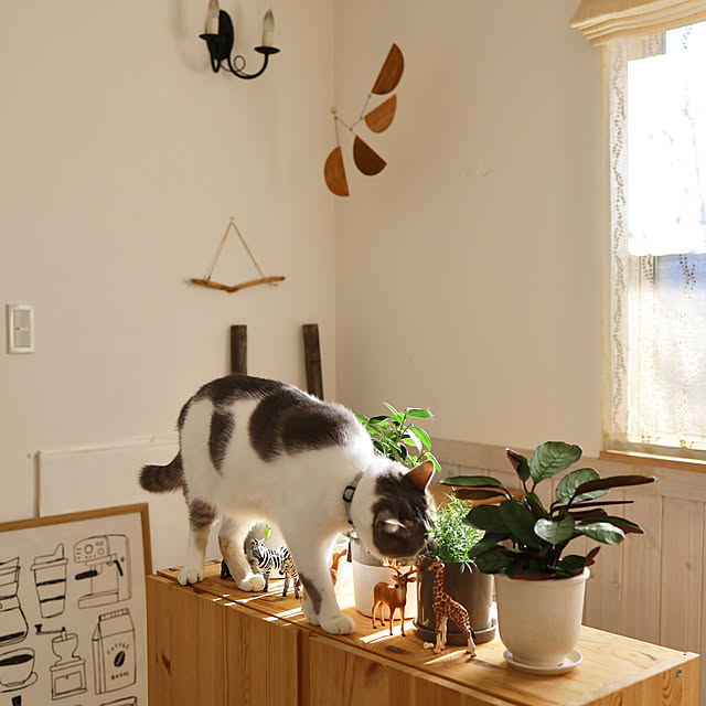 comiriさんの部屋