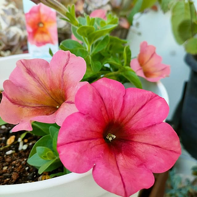 VERANDARJUNさんの実例写真