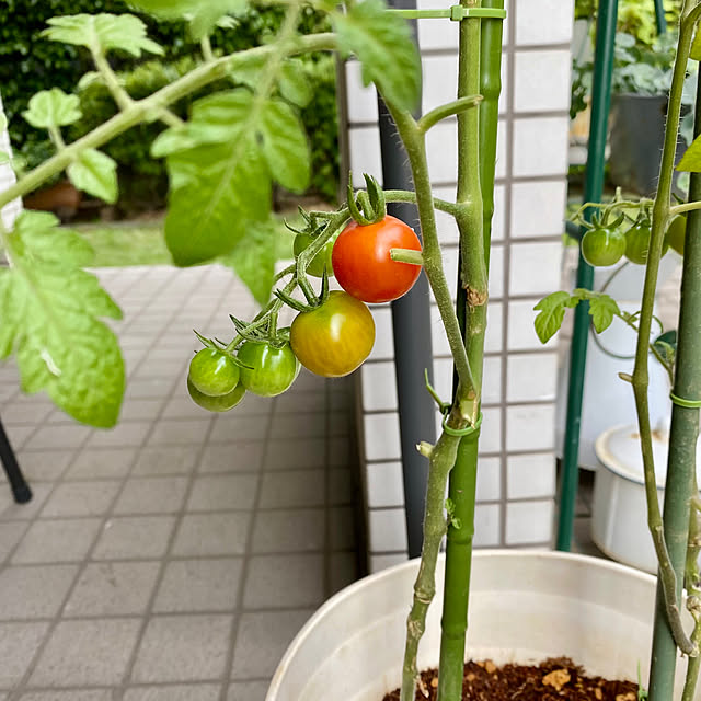 YuuKoさんの実例写真