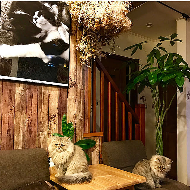 butachanさんの実例写真