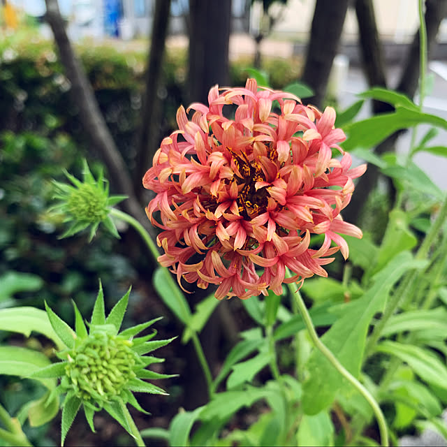 yukarin-gardenさんの実例写真