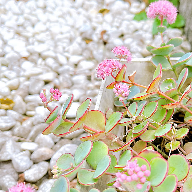 eriharuさんの実例写真