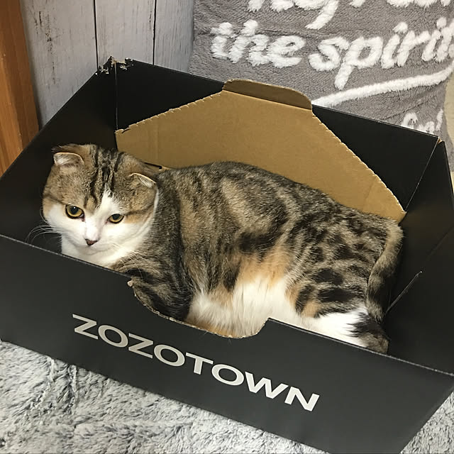 CATさんの実例写真