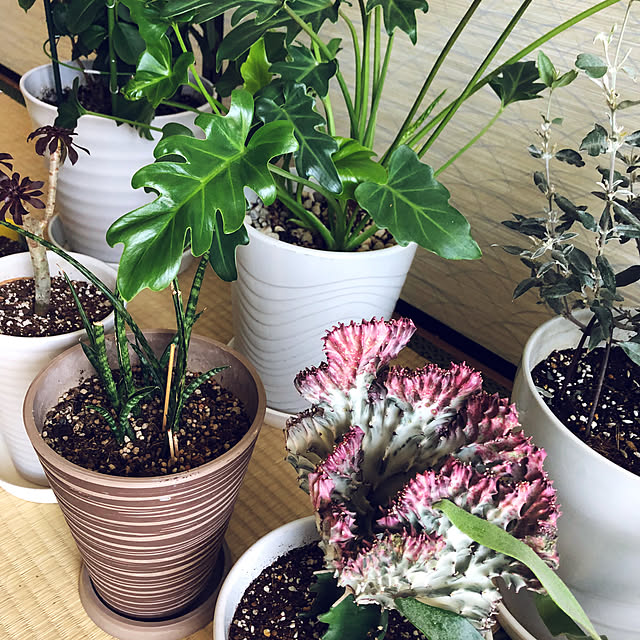 hanachanさんの部屋