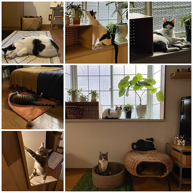 nobikoさんの実例写真