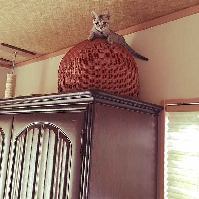 Bambiさんの実例写真