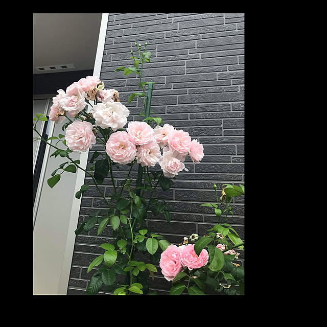 Hさんの部屋