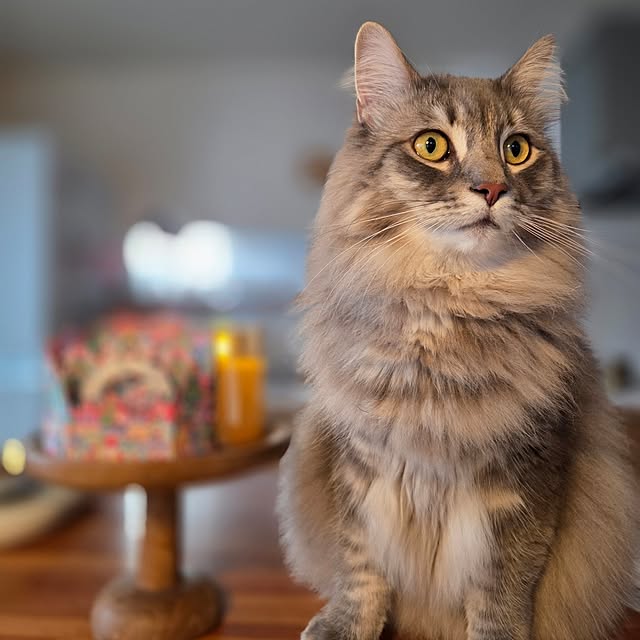 kossyさんの部屋