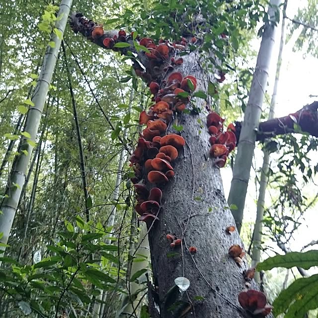実例写真