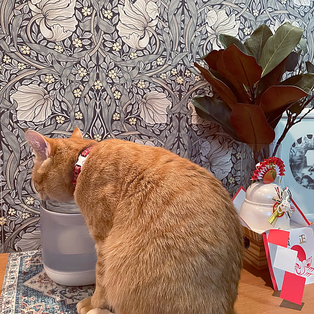 okogeさんの部屋