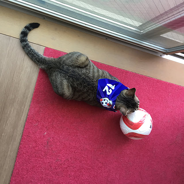 mikomaruさんの実例写真