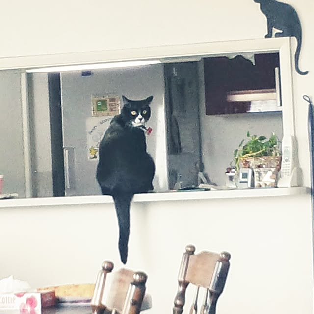 akuakuさんの実例写真