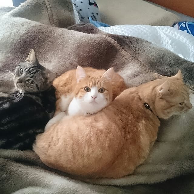 tomoさんの実例写真