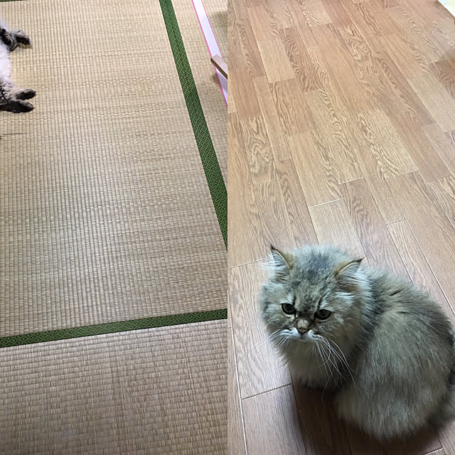 memedonさんの実例写真