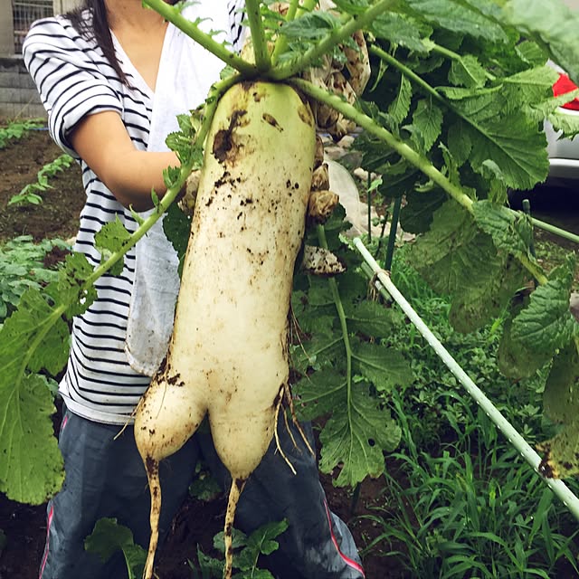 kinariさんの実例写真