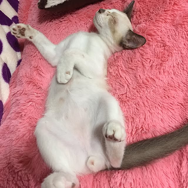 vivienne.coco-keiさんの実例写真