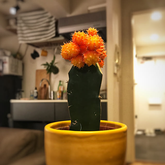 玄関/入り口/観葉植物/一人暮らしのインテリア実例 - 2017-12-21 10:17:26