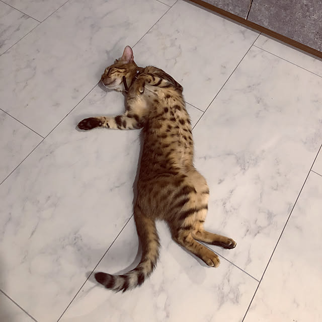 iranさんの実例写真