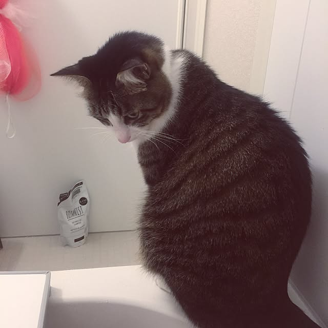 miruさんの実例写真