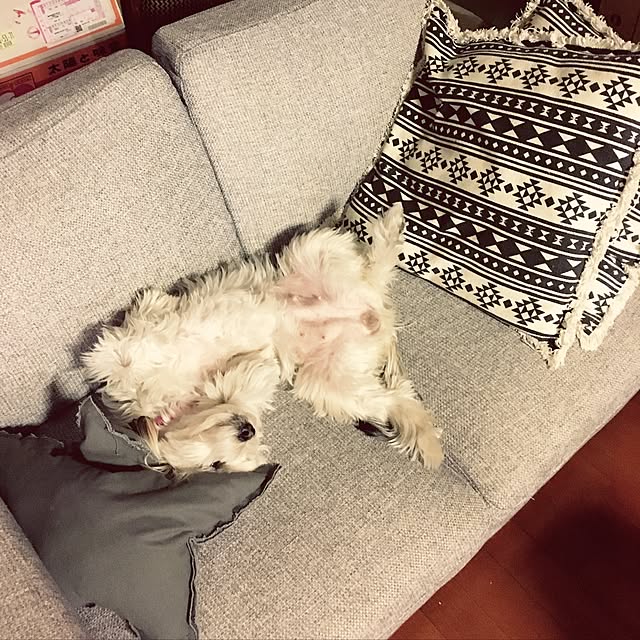 tarapさんの実例写真