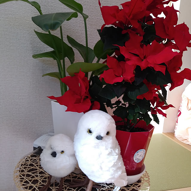 yoshiさんの実例写真