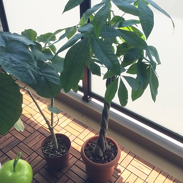kottonさんの実例写真