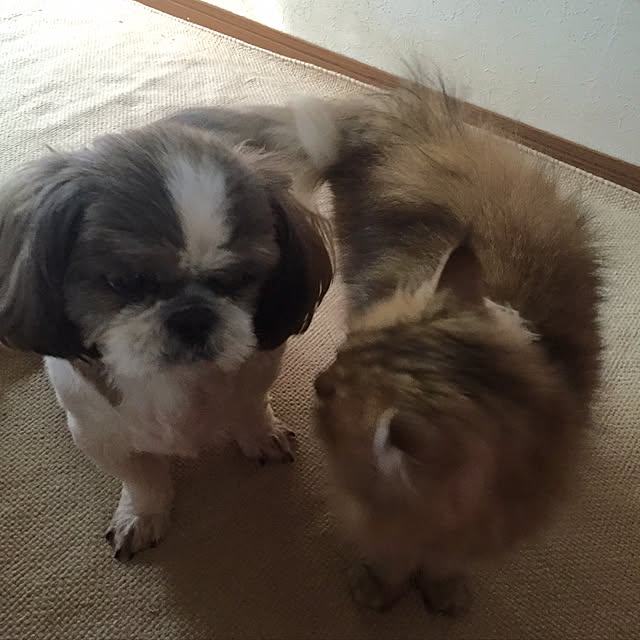 butachanさんの実例写真