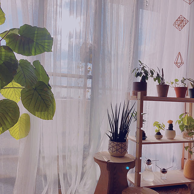 ナチュラル/シンプル/DIY棚/DIY/観葉植物のある暮らし...などのインテリア実例 - 2023-01-18 17:43:22