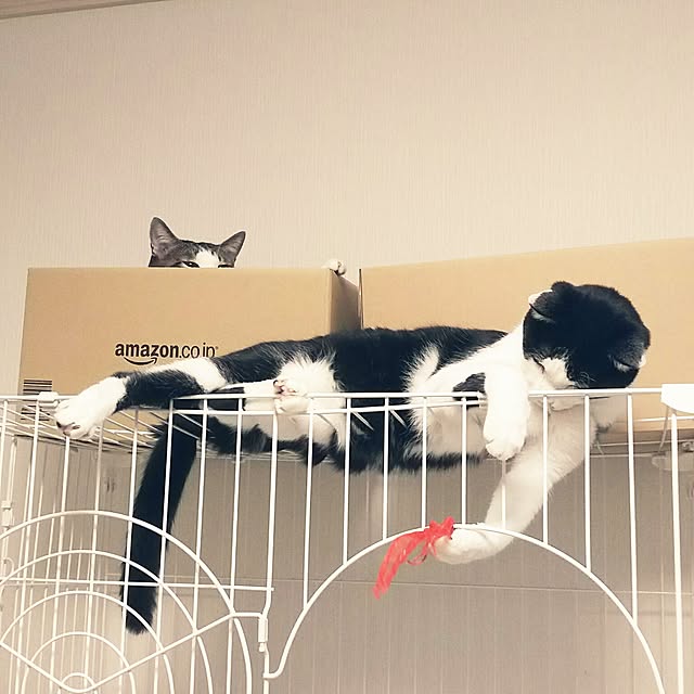 millsukeさんの実例写真