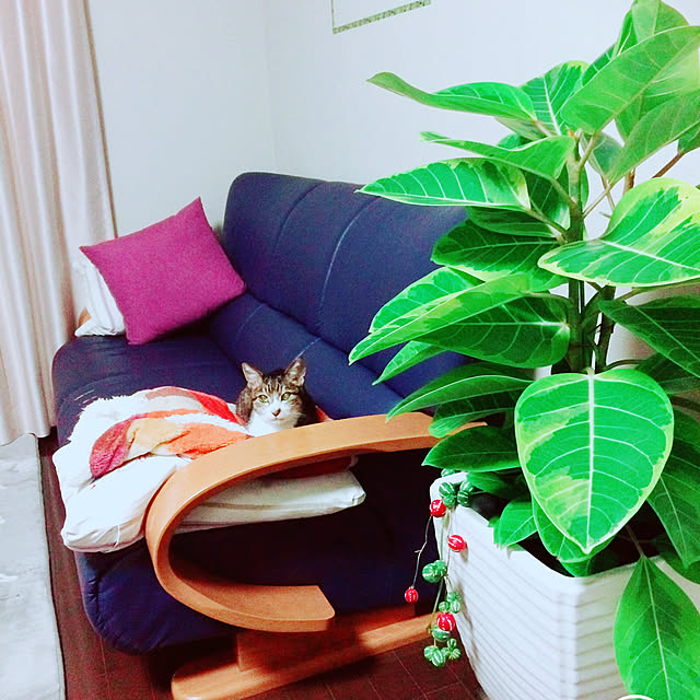 kafukaさんの実例写真