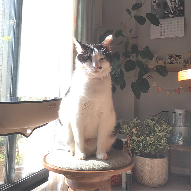 hanaさんの実例写真