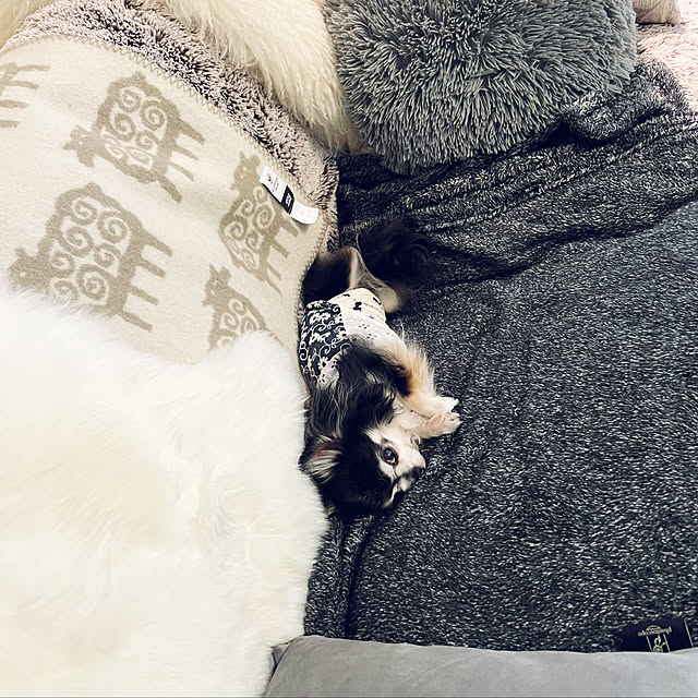 Harumiさんの実例写真