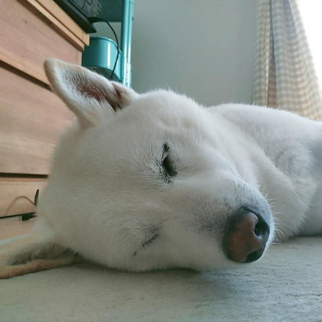 yukinkoさんの実例写真