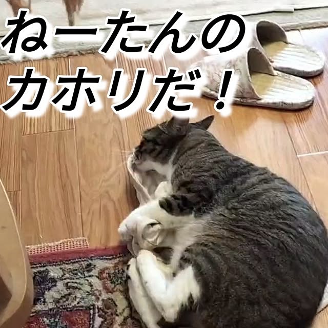 asaさんの実例写真