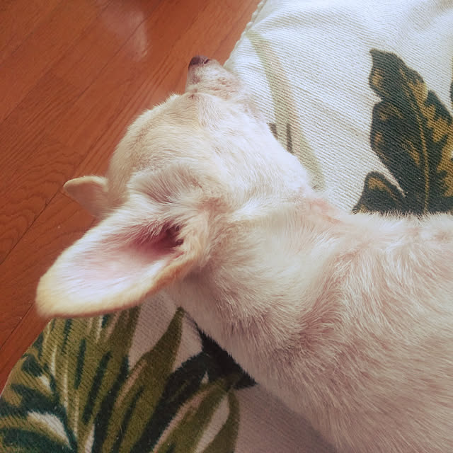 LiSAさんの実例写真