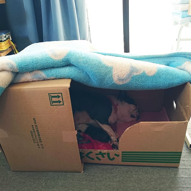 maiさんの実例写真