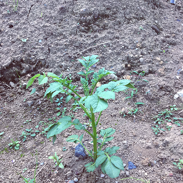 PIYOLANDさんの実例写真