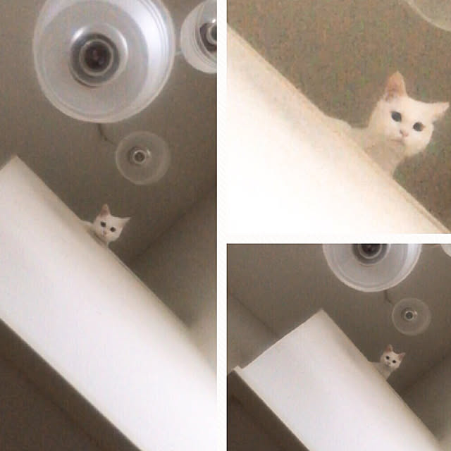 nyanko-beamさんの実例写真