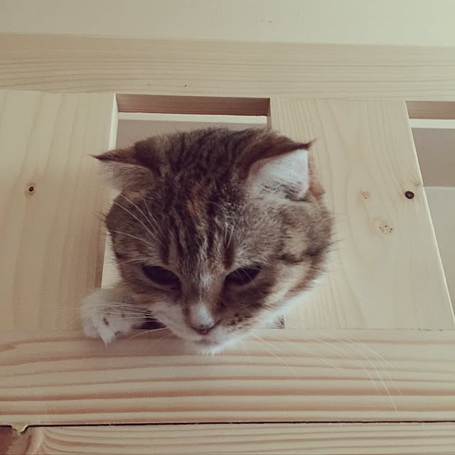tunaさんの実例写真