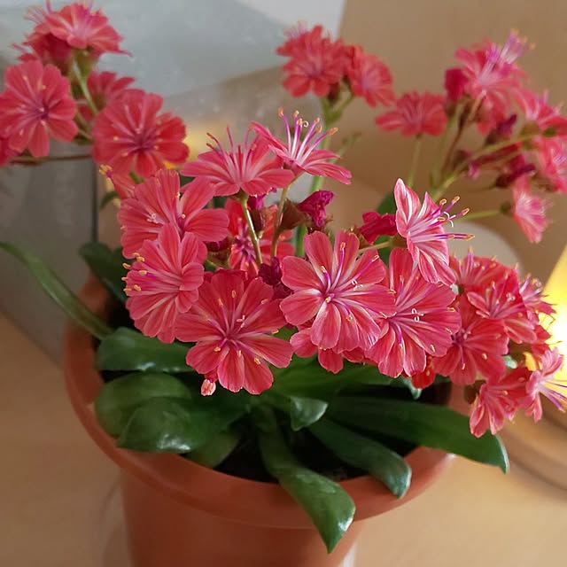 KOHAKUさんの部屋