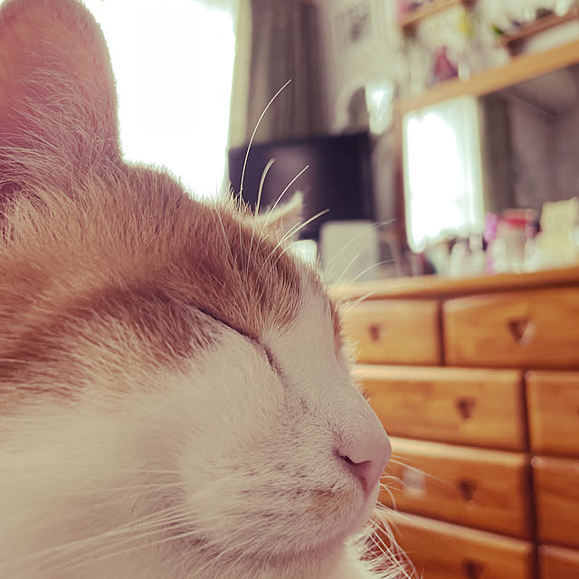 Toyomiさんの実例写真