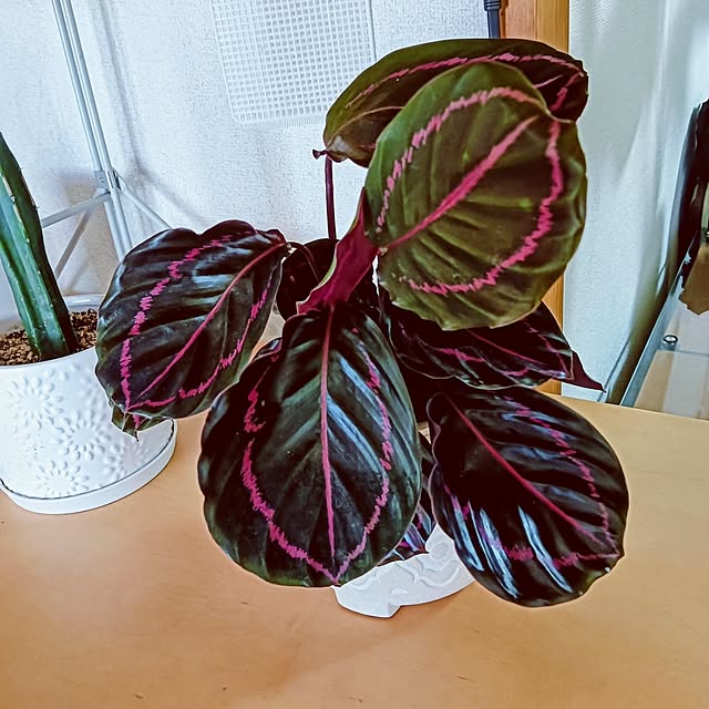 hanachanさんの部屋