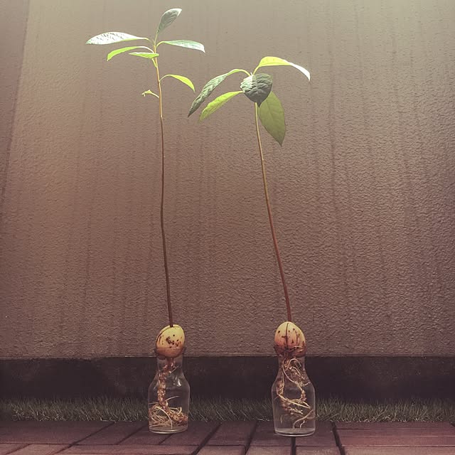 ikumariさんの実例写真