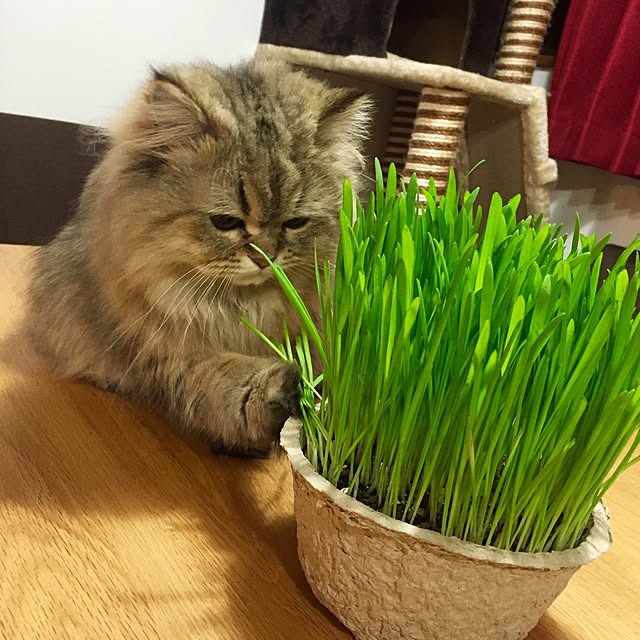 butachanさんの実例写真