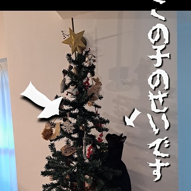 kankanmom_horn_5catsさんの部屋
