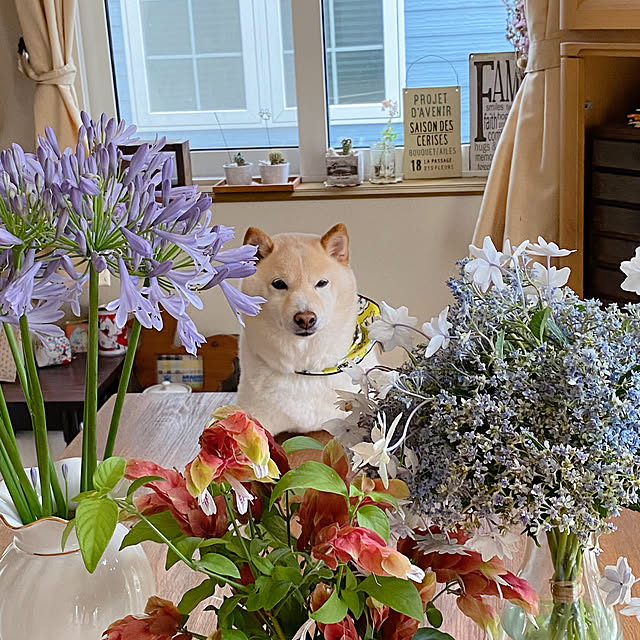 skyさんの実例写真