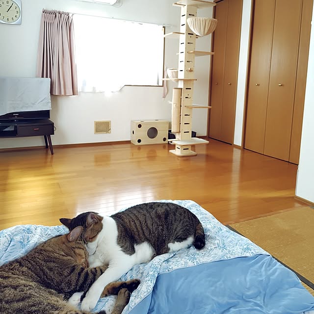 nachiさんの実例写真