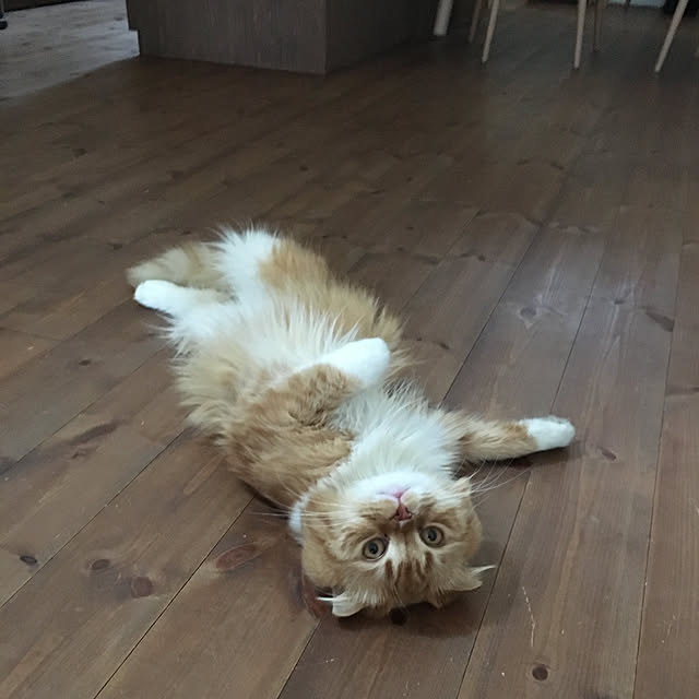 piyolandさんの実例写真